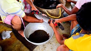 Hybride Magur Fish Breeding System In Hatchery  Catfish Egg Breeding In Hatchery [upl. by Ycrep]