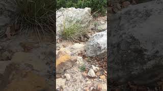 Rattle snake sound on danger noodle central Colorado Watch your feet [upl. by Mines]