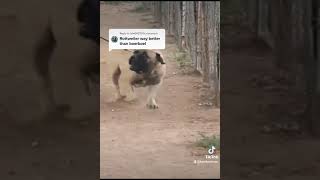 Boerboel vs Rottweiler boerboel shorts [upl. by Adnorhs]