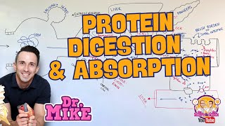 Protein Digestion and Absorption [upl. by Norry]