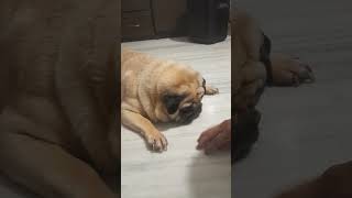 youtube pugg youtubeshorts doglover puggles song pets funny [upl. by Fem]