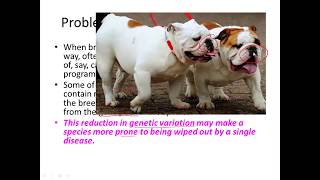 Selective breeding for IGCSE Biology [upl. by Leahcim]