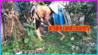 Vlog Daily  Tilling the soil to plant trees [upl. by Anerol]