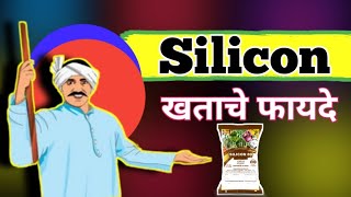 Khatacha Upyog Kasa Karava Silicon Khat Kase Vaparave How To Use Silicon Fertilizer farmingkisan [upl. by Adlecirg]