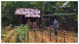 taking care of and making a beautiful trellis for climbing TOMATOES in the forest [upl. by Jung695]