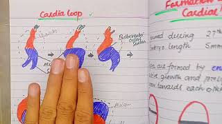 Septum formation in Truncus Arteriosus and Conus Cordis  CVS Embryology lectures Drsafwan Naveed [upl. by Armbrecht]