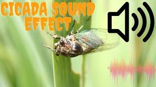 Cicada sound effect4 Kinds of Cicada SoundNature cicada soundCicada soundsNature sounds [upl. by Attenad945]