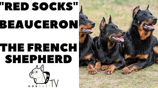 The RED SOCKS Dogs The BeAuceron French Shepherd Dogs [upl. by Peony]