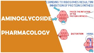 AMINOGLYCOSIDE PHARMACOLOGY CLASSIFICATION MECHANISM OF ACTION STREPTOMYCIN GENTAMICIN OSMOSIS [upl. by Etnaud]