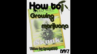 How to Growing marijuana  jak pěstovat a zpracovat Marihuana [upl. by Etnauj542]