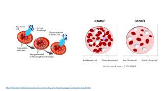 MEDLEVEL2RES216PHYSIOLOGYHYPOXIA CYANOSIS AND DYSPNEALECTURE12 [upl. by Waldos]