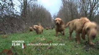 Un basset fauve à tout prix [upl. by Rorry460]