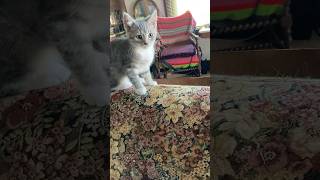 Who Growled cat kitten aussiedoodle [upl. by Rosner568]