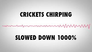 Crickets Chirping Slowed Down 1000 [upl. by Ettener]