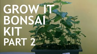 Grow It Bonsai Kit 6 12months Part 2 [upl. by Heywood]