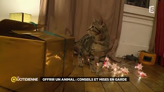 Offrir un animal  conseils et mises en garde [upl. by Zorine]