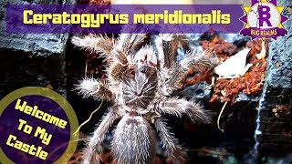 Welcome to CASTLE Meridionalis  Grey Mustard Baboon Tarantula [upl. by Nessie]