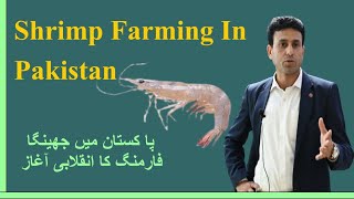 Shrimp Farming Revolution in Pakistan [upl. by Elvia]