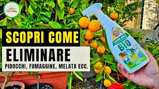 Piante da Orto Frutta e da Fiore PerfettiElimina gli Insetti Dannosi Per la Tua PIANTA IN MODO BIO [upl. by Atnuhs]