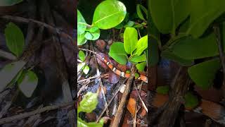 Catching A Burmese Python And Hatchling  Florida Everglades [upl. by Yi]