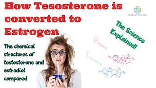 How Testosterone is converted to Estradiol or Oestrogen estrogen by the aromatase enzyme in fat [upl. by Joy]