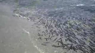 Capelin Run in Newfoundland [upl. by Nnoved]