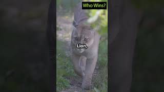 Who Wins Grizzly Bear vs Mountain Lion [upl. by Latsirc]