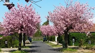 Japanese cherry blossom trees prunus serrulatacultivar Kanzan japansk kirsebærtræ blomstrende [upl. by Corb]