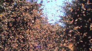 Cascading Monarch Butterflies [upl. by Caassi11]