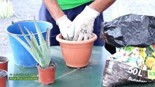 Comment planter laloe vera [upl. by Jehiah]