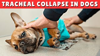 Tracheal Collapse in Dogs  CAUSES and TREATMENT [upl. by Maddalena]