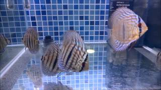 Heckel Stripe Ip Discus 8 cm [upl. by Eladroc760]