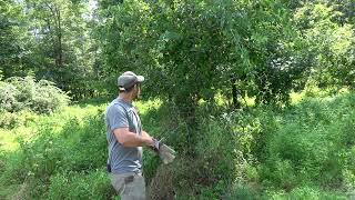 4 year update on a kieffer pear tree Whitetail tree plot habitat enhancement for big buck hunting [upl. by Durant695]