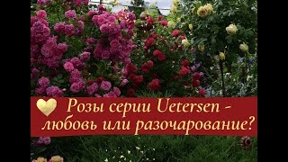 Розы серии Uetersen  любовь или разочарование [upl. by Yrrol]