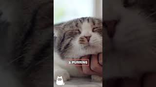 7 SOUNDS CATS LOVE 🐱🔊 cats facts sounds [upl. by Glynas707]