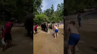 Bathing elephants in Chiang Mai Thailand [upl. by Dart]