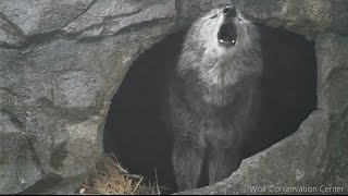 Black Wolf Howls to the Thunder [upl. by Kesley]