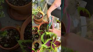 How to Harvest Coleus Plant Seeds Collecting Plant Seeds Homesteading Garden Coleus Flower Seeds [upl. by Anerb]