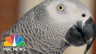 Missing Parrot Shows Up Years Later Speaking Spanish  3rd Block  NBC News [upl. by Hplar]