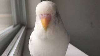 Cutest budgie singing and talking [upl. by Loferski]