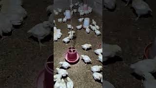 11days chiks of boiler chickenlife chickenproducts chickeneggs shorts ytshorts boiler [upl. by Hguh]