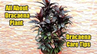 Dracaena Plant Growing tips  How to make Dracaena plant bushy  Dracena plant care [upl. by Kauppi]