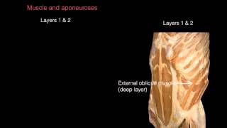 Ant Abdominal Wall Anterior view [upl. by Shipman]