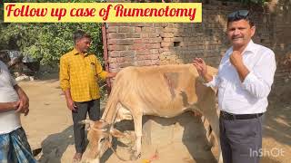 Follow up case of Rumenotomy l Recurrent tympani l Bloat l dr umar khan [upl. by Rammaj]