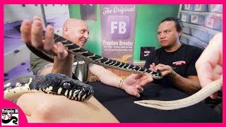 Legless Lizards and Boelens Python with DM Exotics  Triple B TV Ep187 [upl. by Tarsus]