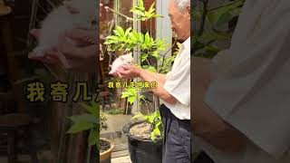 头发花白的爷爷和他的小猫 好运小猫 被猫猫治愈的瞬间 爷爷和猫 [upl. by Retsim]