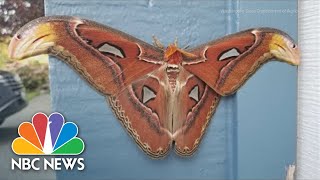 Worlds Largest Moth Species Found In Washington State [upl. by Hteb]