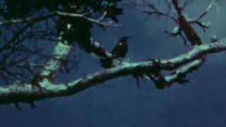 The Last Call Of A Species Kauaʻi ʻōʻō bird recorded in 1987 [upl. by Juback]