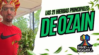 Las 21 Hierbas Principales de Ozain [upl. by Rosana]