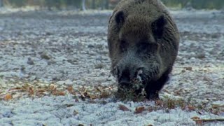 Chasse au sanglier dans les vosges tir dun Keiler [upl. by Nosecyrb]